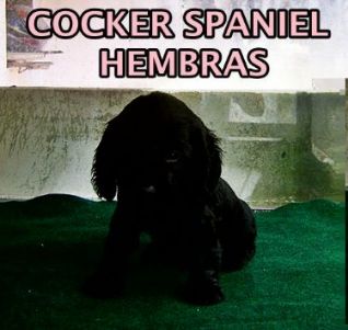 Colombia Cachorros Cocker Spaniel Ingles En Medellin Y Bogota 21 Venta De Cachorros Cocker Spaniel Ingles En Bogota Y Colombia Compra Venta Cachorro Cocker Spaniel Ingles En Colombia Cachorros De Cocker Spaniel Ingles